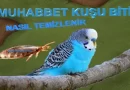 Muhabbet Kuşu Biti Nasıl Temizlenir?